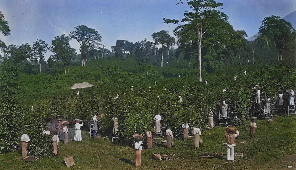 coffee-ecology-public-domain