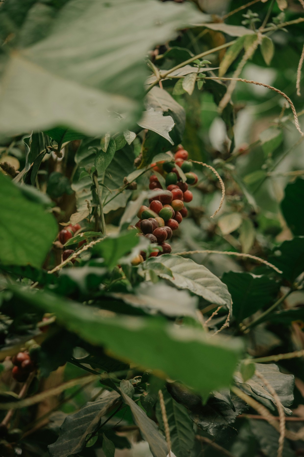 coffee farm