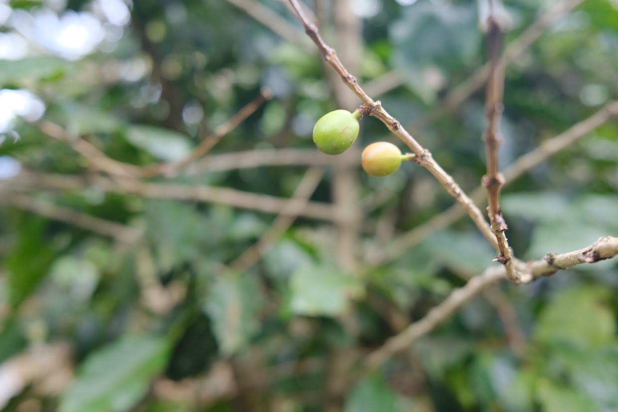 coffee plant
