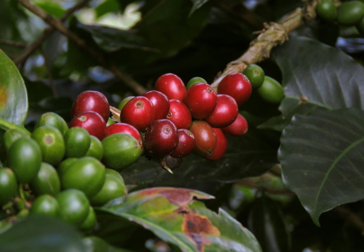 Hawaii Coffee