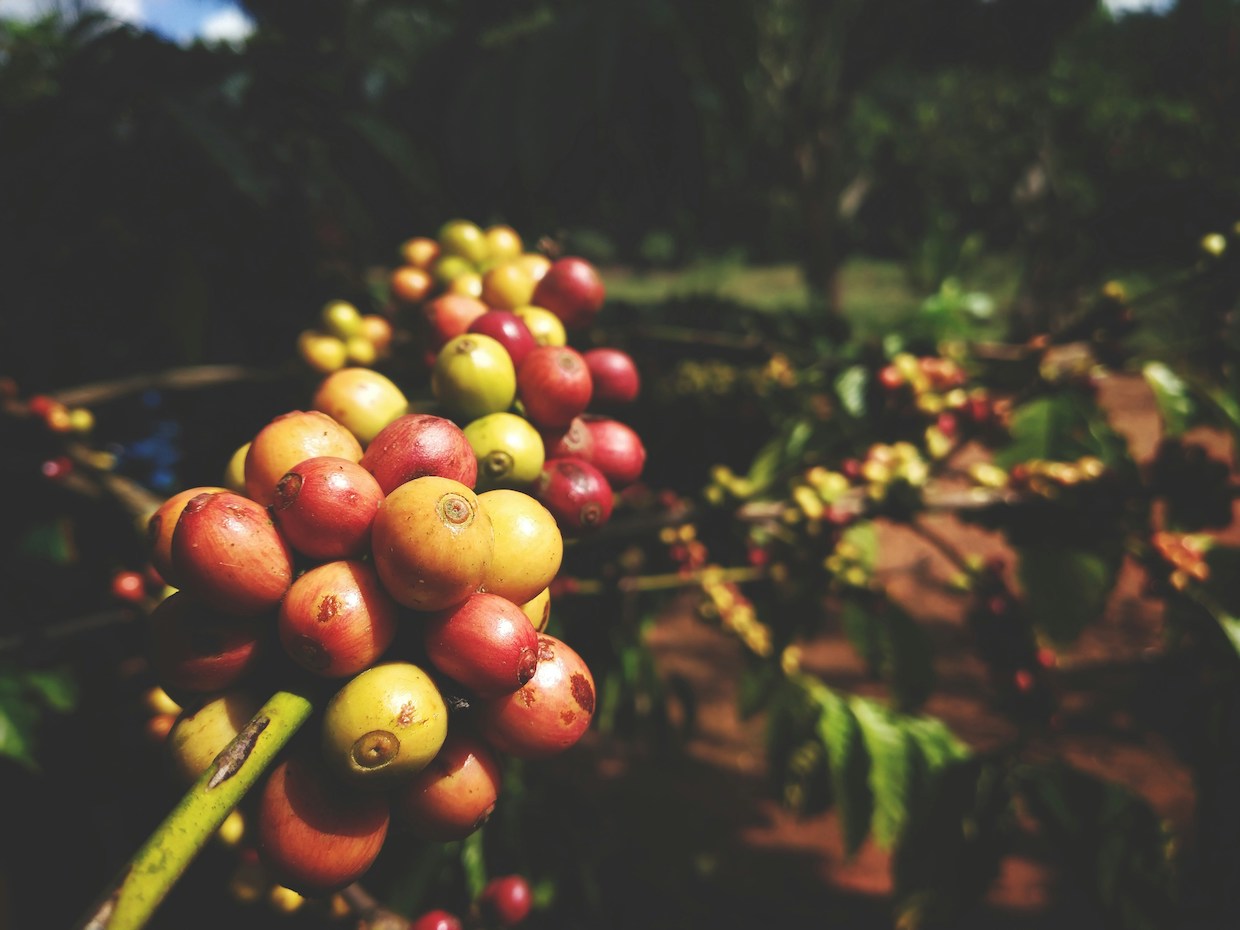 western ghats coffee